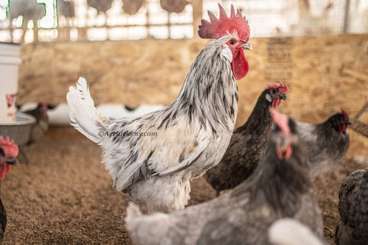 Az Chickens Bresse Chickens American Bresse Chicks - Assorted Colors - Buy 10 + 5 Bonus Free (Unsexed, Shipping Included)