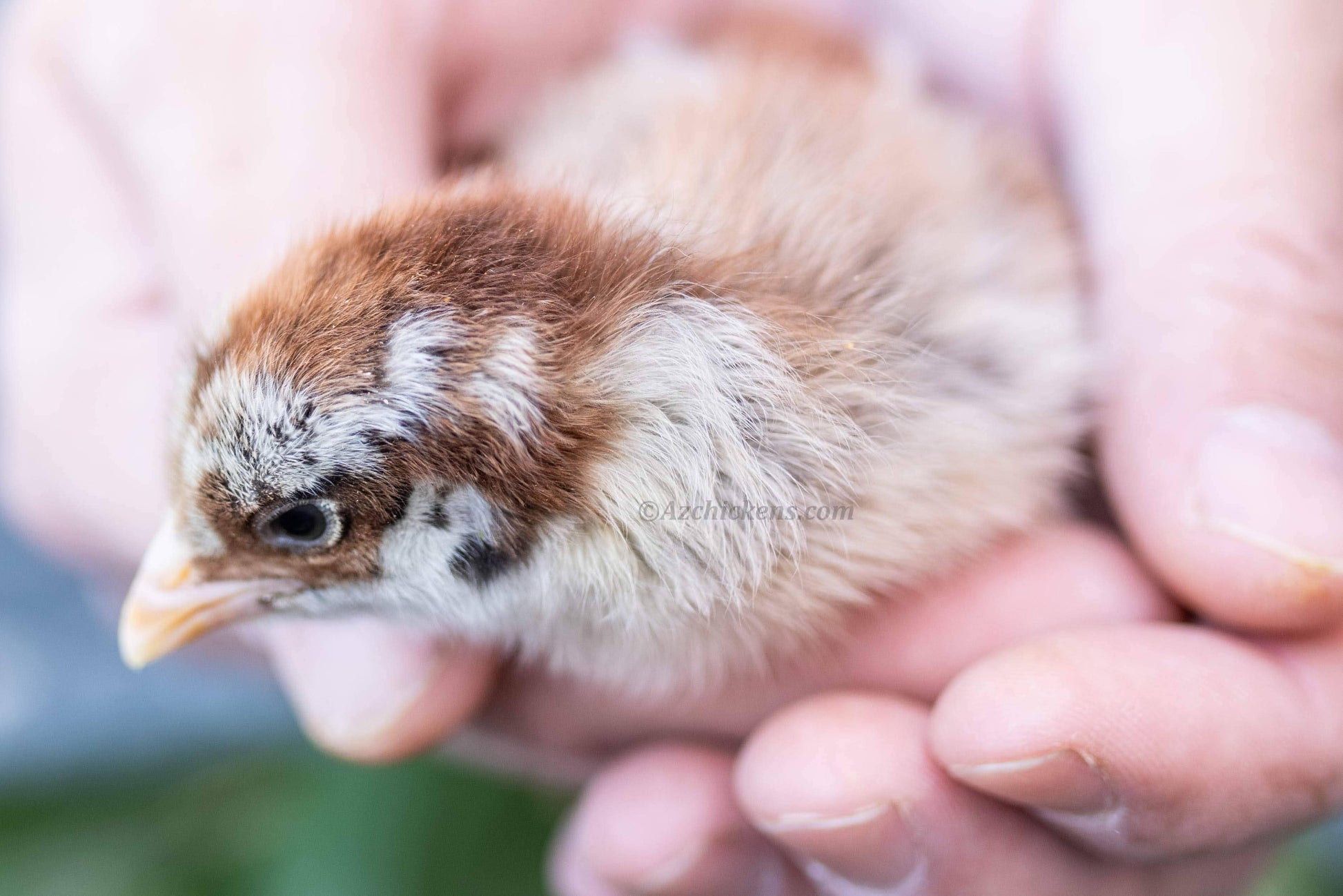 Az Chickens Easter Egger Chicks – Buy 10 + 5 Bonus Free (15 All-Female, Shipping Included)