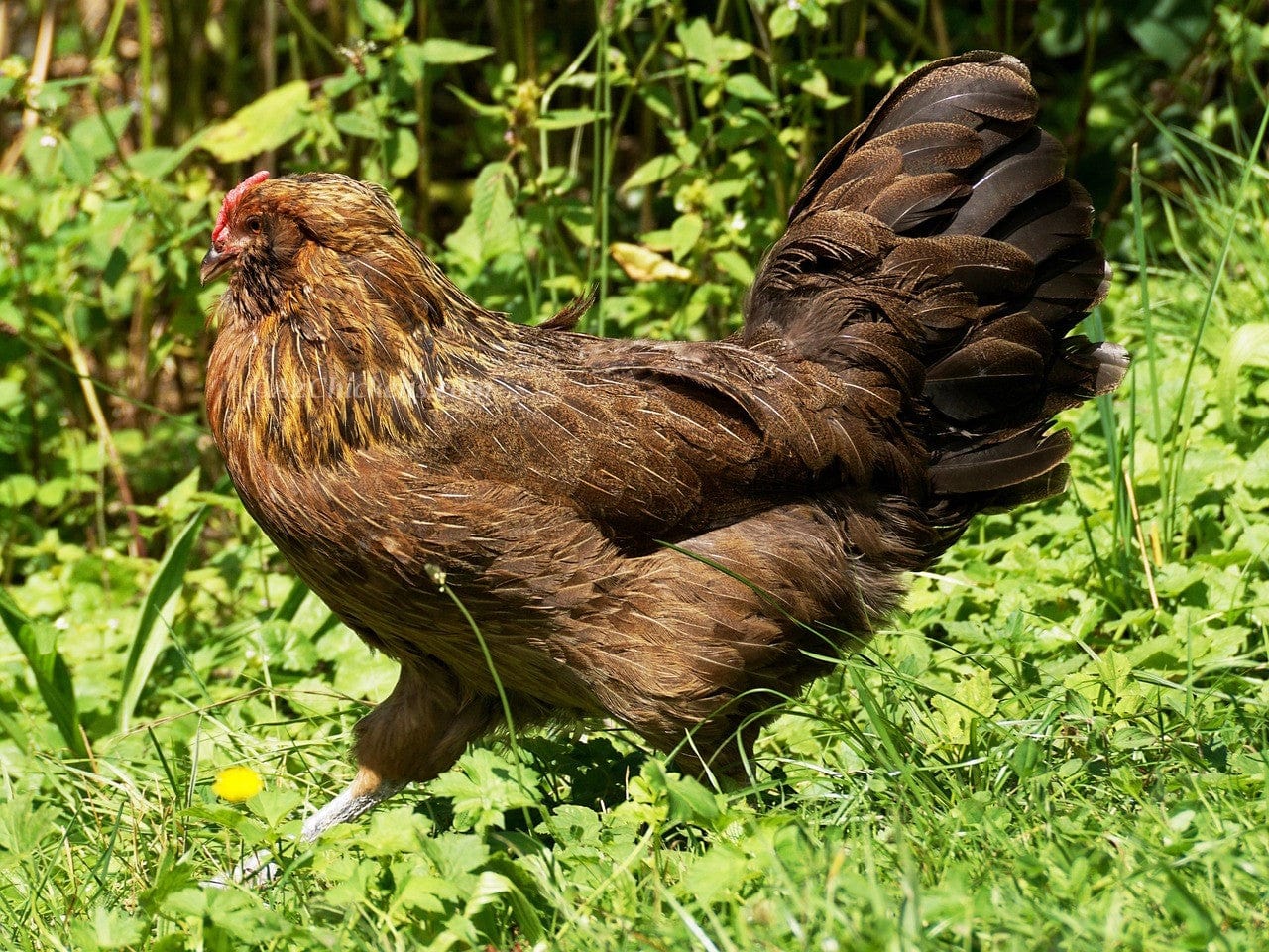Az Chickens Easter Egger Chicks – Buy 10 + 5 Bonus Free (15 All-Female, Shipping Included)