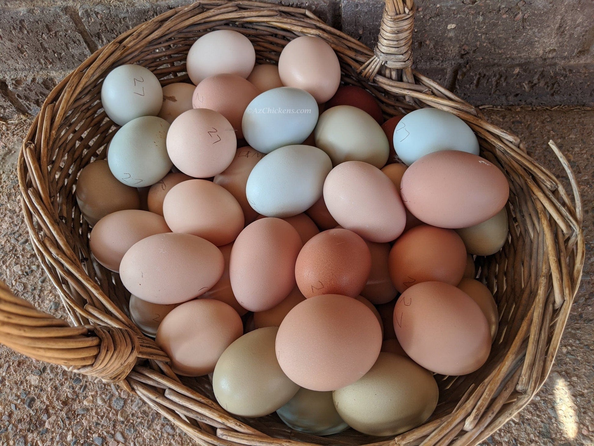 Az Chickens Easter Egger Chicks – Buy 10 + 5 Bonus Free (15 All-Female, Shipping Included)