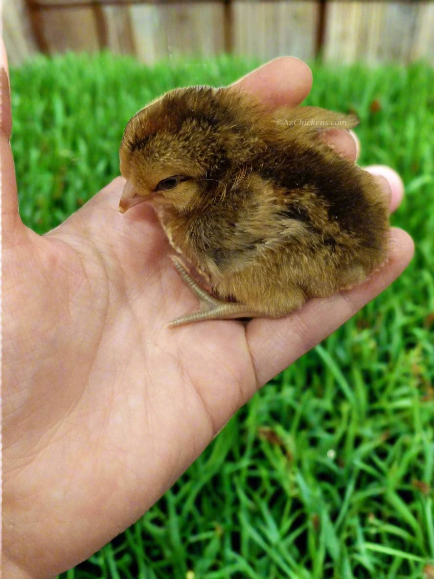 Az Chickens Easter Egger Chicks – Buy 10 + 5 Bonus Free (15 All-Female, Shipping Included)
