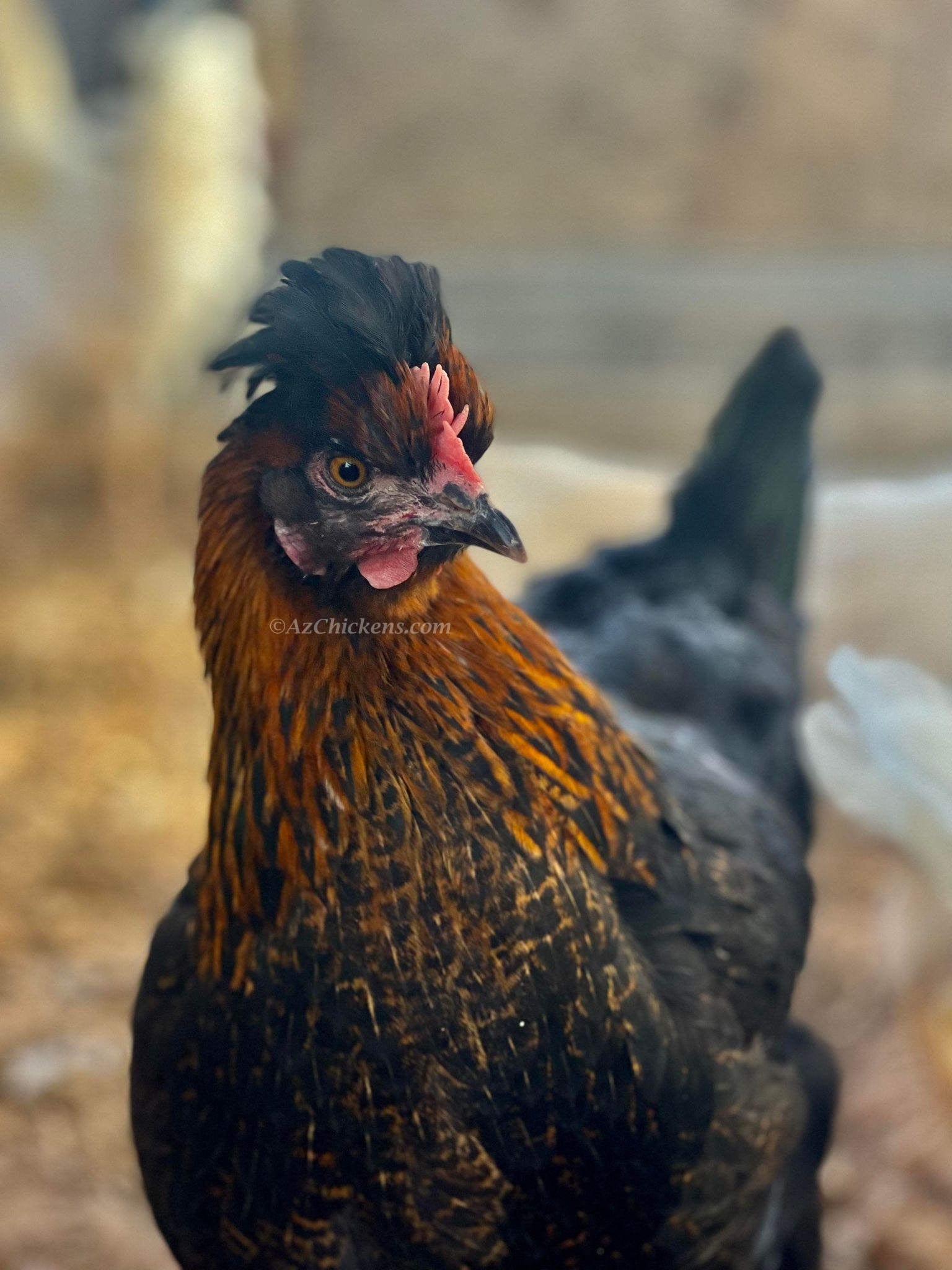 Az Chickens Olive Egger Chicks – Buy 10 + 5 Bonus Free (15 All-Female, Shipping Included)