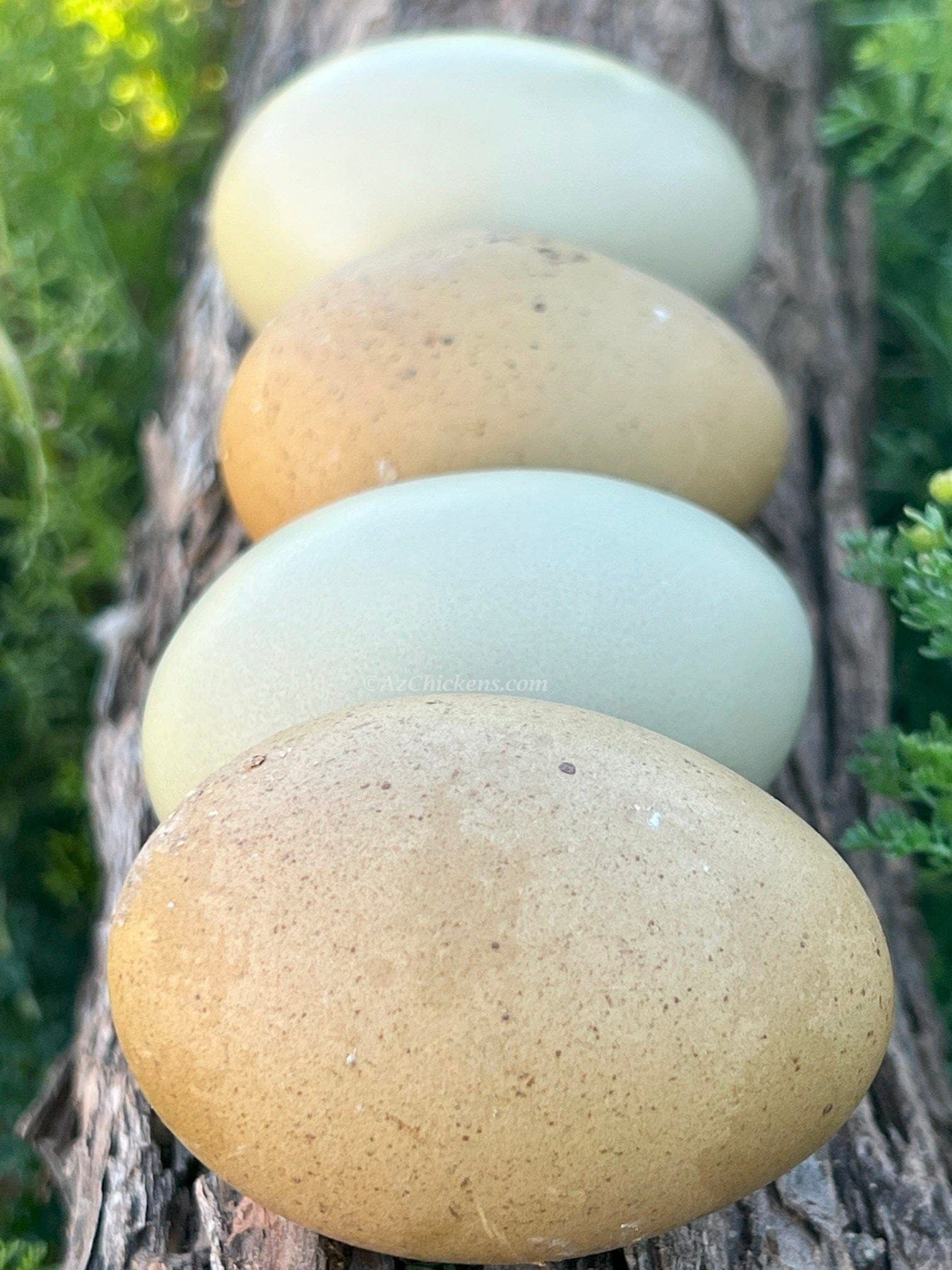 Az Chickens Olive Egger Chicks – Buy 10 + 5 Bonus Free (15 All-Female, Shipping Included)