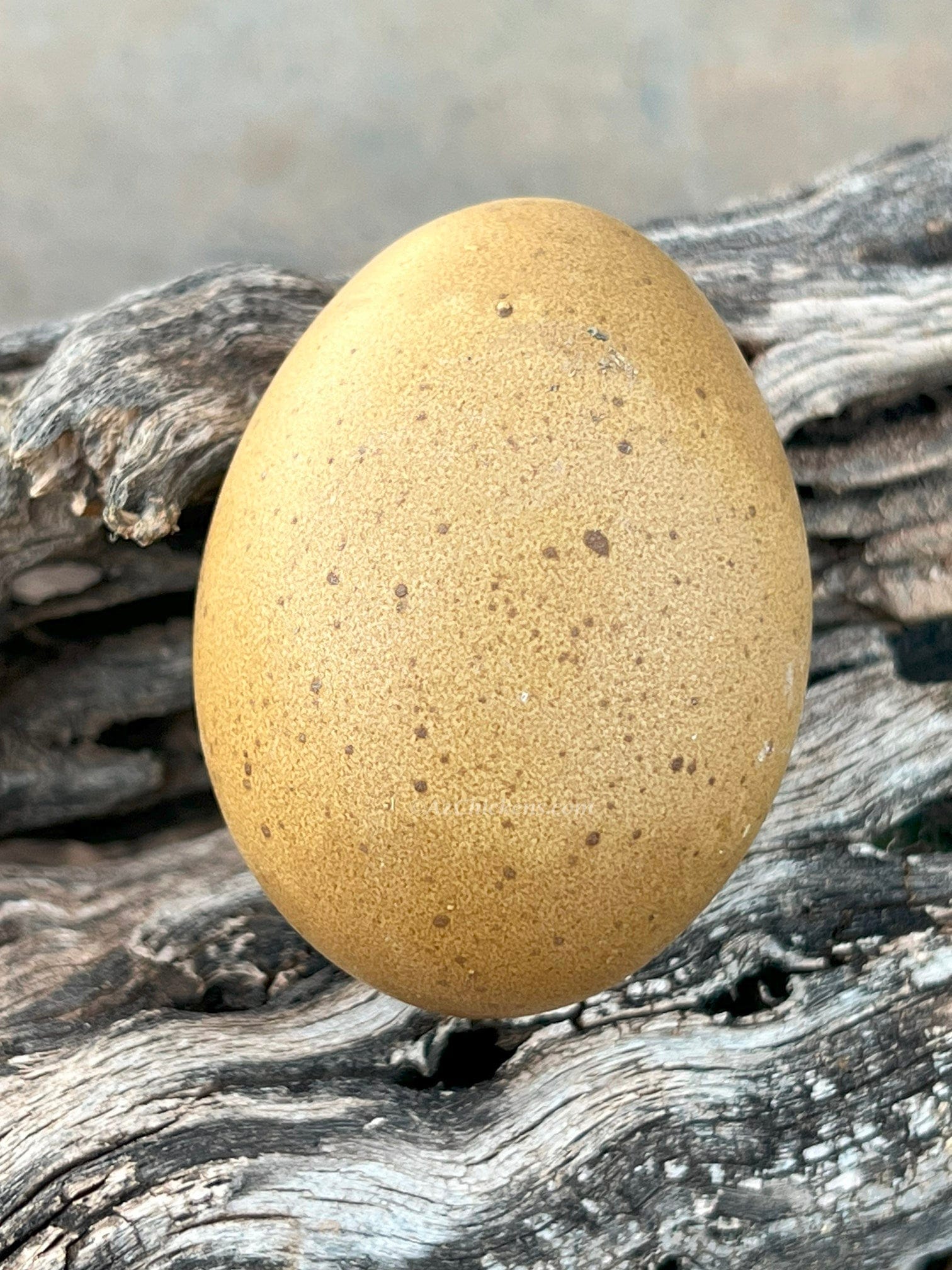 Az Chickens Olive Egger Chicks – Buy 10 + 5 Bonus Free (15 All-Female, Shipping Included)