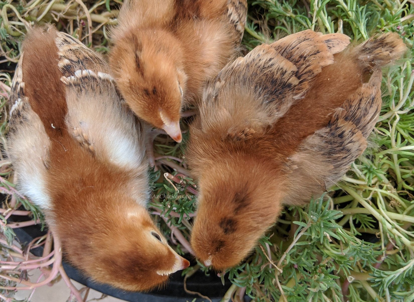 Az Chickens Rhode Island Red Chicks – Buy 10 + 5 Bonus Free (15 All-Female, Shipping Included)