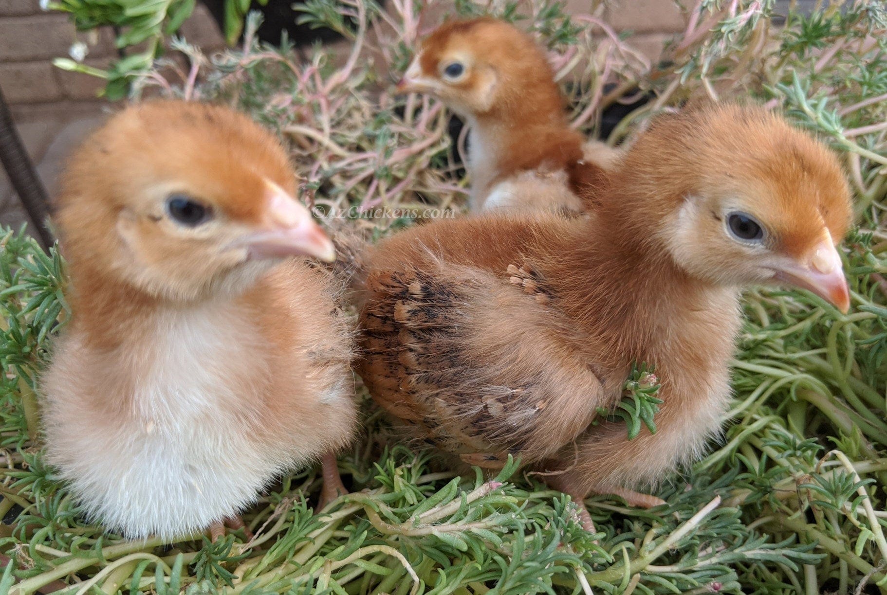 Az Chickens Rhode Island Red Chicks – Buy 10 + 5 Bonus Free (15 All-Female, Shipping Included)