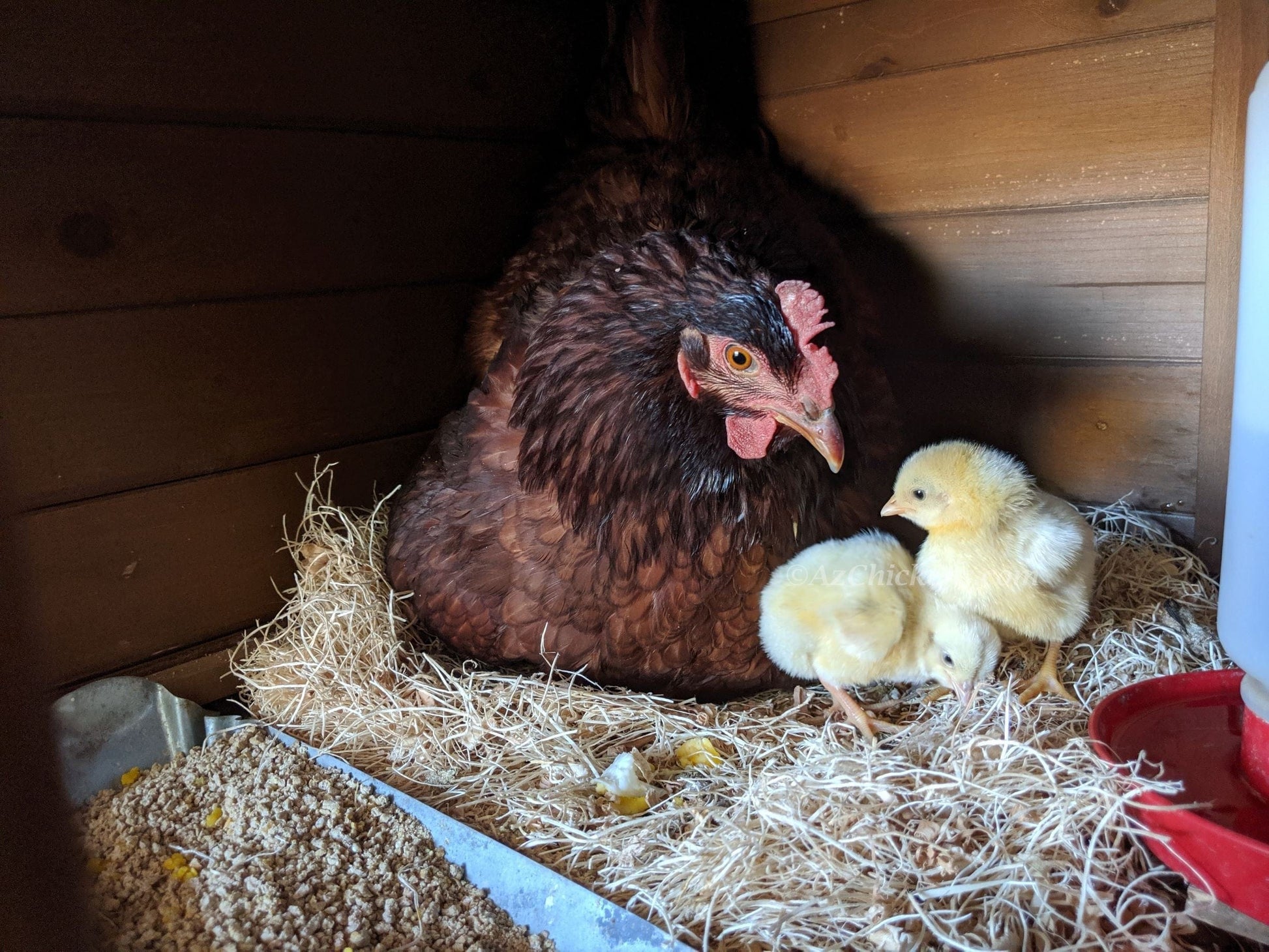 Az Chickens Rhode Island Red Chicks – Buy 10 + 5 Bonus Free (15 All-Female, Shipping Included)