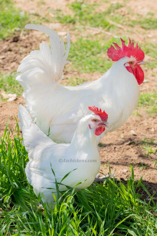 Az Chickens White Bresse Chickens White American Bresse Chicks - Buy 10 + 5 Bonus Free (Unsexed, Shipping Included)
