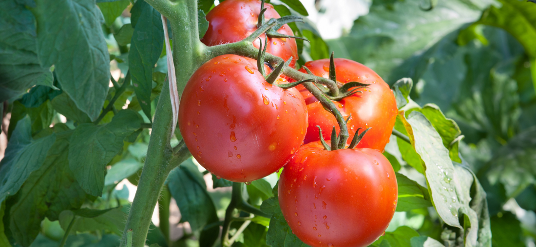 How to Grow Lots of Tomatoes With 6 Simple Tips