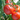 How to Grow Lots of Tomatoes With 6 Simple Tips