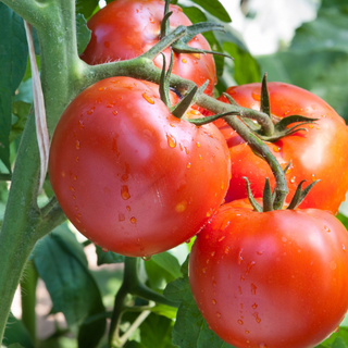 How to Grow Lots of Tomatoes With 6 Simple Tips