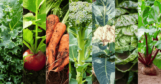 Planting for a Flavorful Fall: 7 Vegetables to Sow Now for a Bountiful Harvest