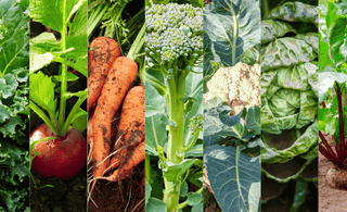 Planting for a Flavorful Fall: 7 Vegetables to Sow Now for a Bountiful Harvest