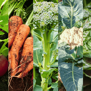 Planting for a Flavorful Fall: 7 Vegetables to Sow Now for a Bountiful Harvest