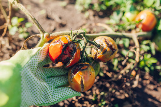 Battling Tomato Blight: Effective Solutions for Healthy Harvests