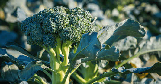Embrace Early Season Planting: What to Grow in February