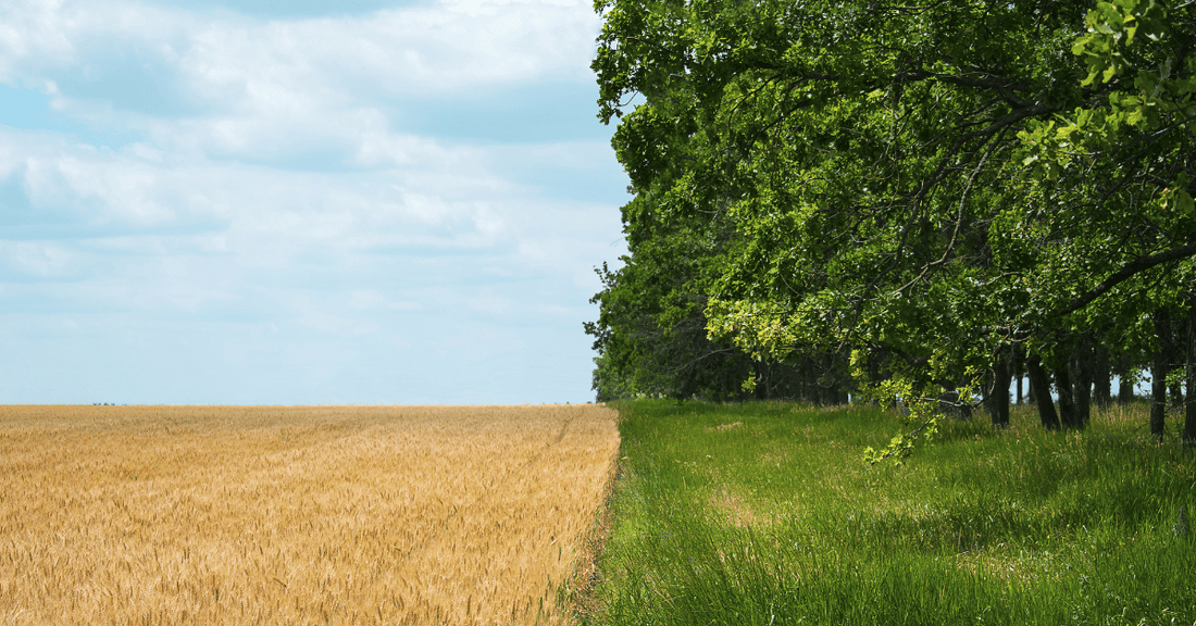 Genetic Engineering in Agriculture: Risks and Alternatives with EM-1