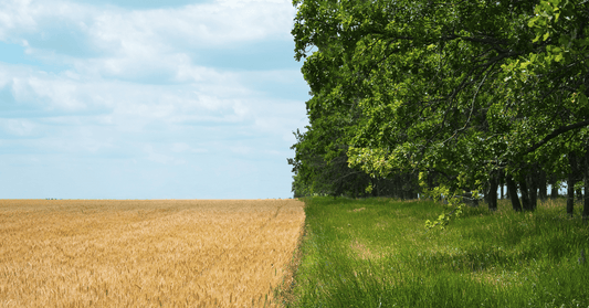 Genetic Engineering in Agriculture: Risks and Alternatives with EM-1