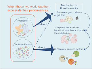 How do Probiotics and Prebiotics work together
