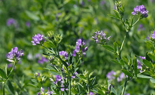 alfalfa-garden