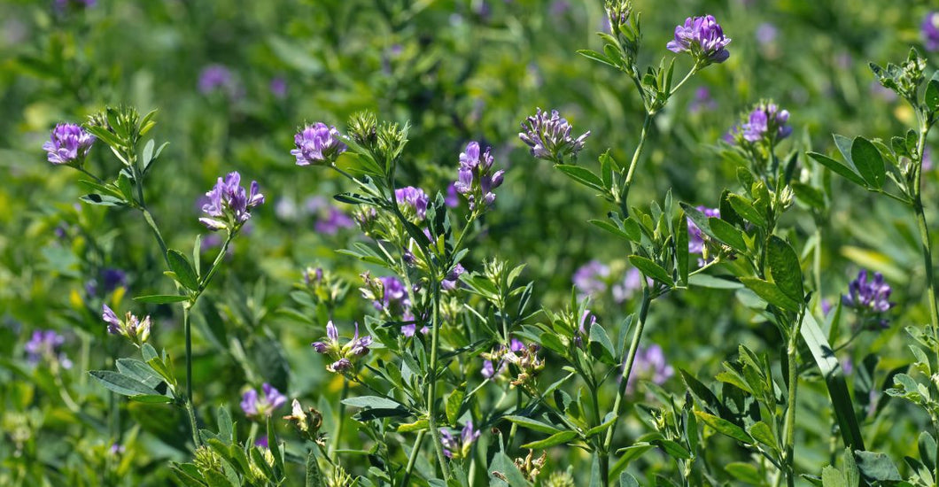 How Alfalfa Cover Crops Can Enhance Your Organic Garden TeraGanix