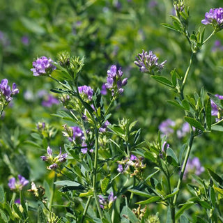 The Benefits of Alfalfa as a Cover Crop in Organic Gardening