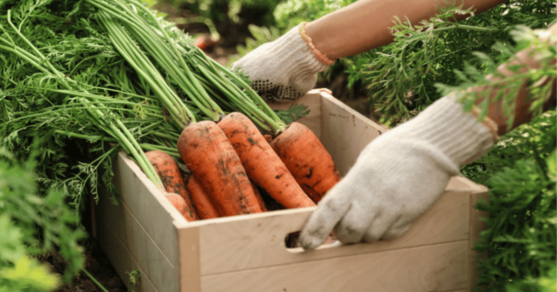 Grow Big and Tasty Organic Carrots Using EM-1®