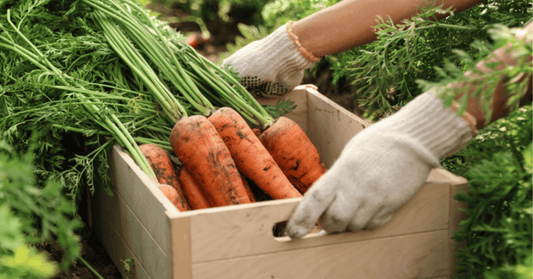 Grow Big and Tasty Organic Carrots Using EM-1®