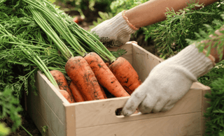 Grow Big and Tasty Organic Carrots Using EM-1®