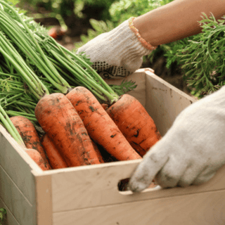 Grow Big and Tasty Organic Carrots Using EM-1®