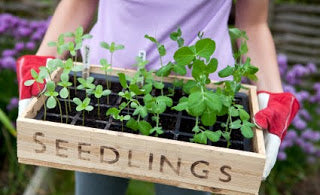 gardening