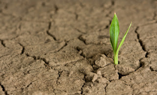 dried soil
