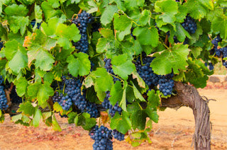 grape tree