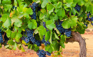 grape tree