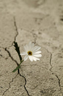 dried soil