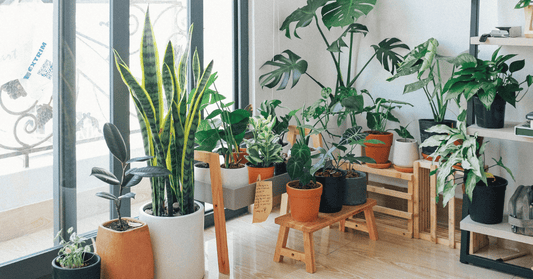 house plants