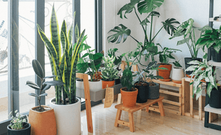 house plants