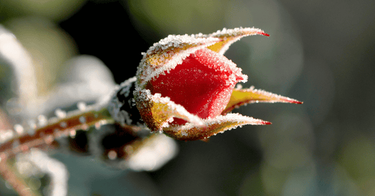 Transitioning Your Garden from Winter to Spring: Shielding Plants from Late Frosts with EM-1®