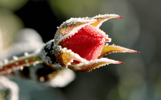 Transitioning Your Garden from Winter to Spring: Shielding Plants from Late Frosts with EM-1®