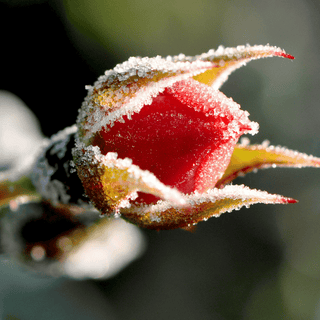 Transitioning Your Garden from Winter to Spring: Shielding Plants from Late Frosts with EM-1®