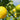 Tips-on-growing-lemons