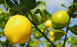Tips-on-growing-lemons