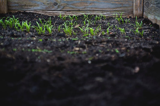 Microorganisms in Soil
