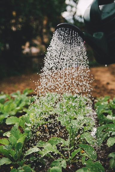 Microbial Inoculants help your garden