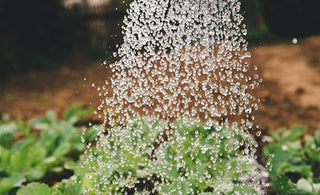 Microbial Inoculants help your garden