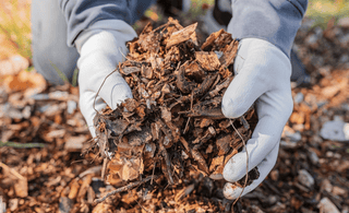 Harnessing Early Spring's Magic: The Ultimate Guide to Mulching Techniques and Benefits