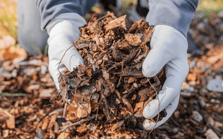 Harnessing Early Spring's Magic: The Ultimate Guide to Mulching Techniques and Benefits