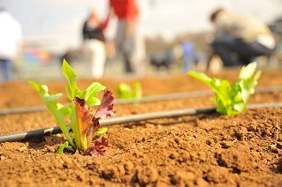 Plants in renewed garden soil