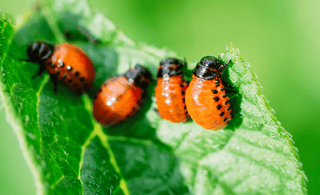 Natural and Organic Pest Control