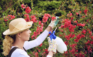prganic pesticide